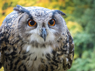 Uhu (Bubo bubo) Portrait von vorne