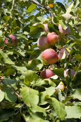 ripe apples in a tree