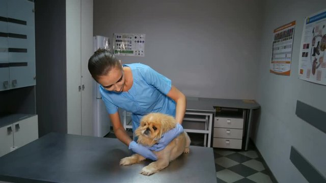 examination of a dog in a vet clinic