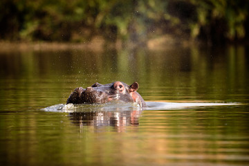 Fototapeta premium Hippo / Flusspferd / Nilpferd im Morgenlicht