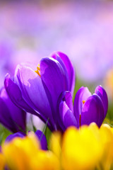 Close up of spring crocuses blooming in a park