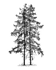 Cartoon vector doodle drawing illustration of two old spruce conifer or coniferous tree or trees.