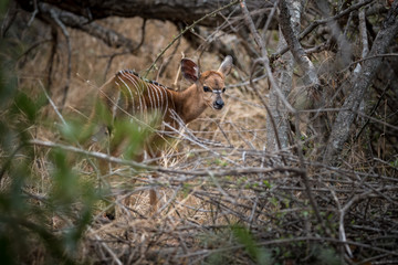 Nyala Baby Antilope schaut zurück