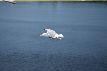 M&ouml;we im Flug in Kiel