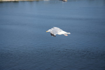 Möwe im Flug in Kiel