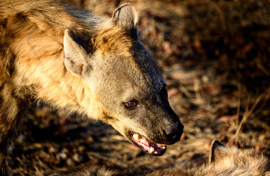 Weibliche Tüpfel-Hyäne, zähnefletschend / Female Spotted Hyena
