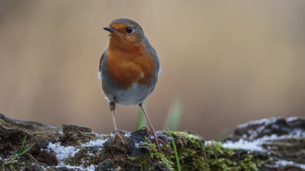 Robin Bird in winter