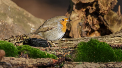 Fototapeta premium Robin Bird in winter