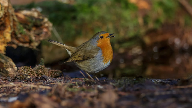 Robin Bird in winter