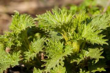 Stinging Nettle Herba green