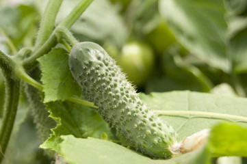 Fresh Cucumber