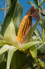 Corn Con on the field