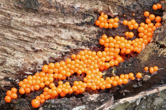Slime mould or mold, Trichia decipiens