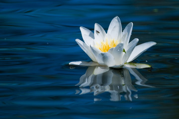 White Water Lily