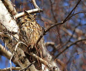 Eurasian eagle-owl, Bubo bubo 