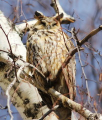 Eurasian eagle-owl, Bubo bubo 