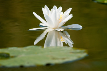 White Water Lily