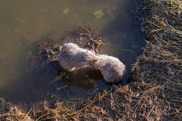 Two young muskrats ((Ondatra zibethicus)) play with each other in the water.