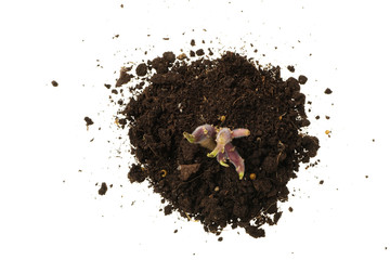  Potato Sprout, placed in the soil, isolated on white