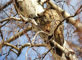 Eurasian eagle-owl, Bubo bubo 
