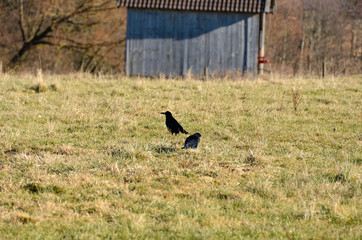 Two raven on field