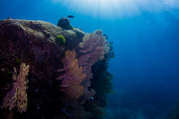 School of tropical fish on the colorful underwater coral reef. Scuba diving with sea wildlife. Snorkeling on the reef with fish. Sea lily, corals and anthias fish.