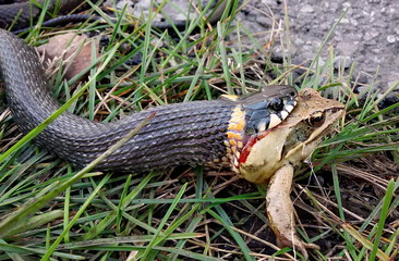 Snake eating frog