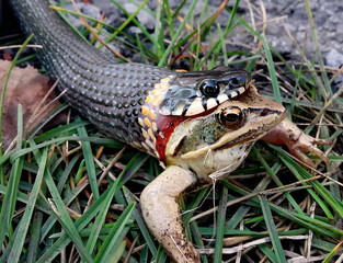 Snake eating frog