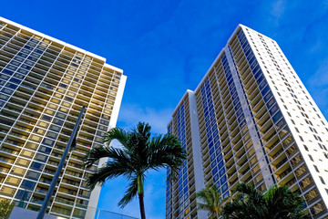 Fototapeta na wymiar Hawaii palms and buildings
