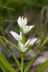 Obraz premium Sword-leaved helleborine