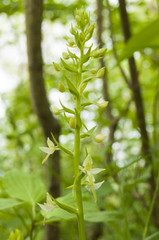 Lesser Butterfly Orchid