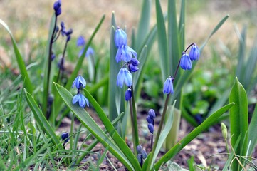Blaustern