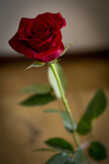 rosa rossa senza spine