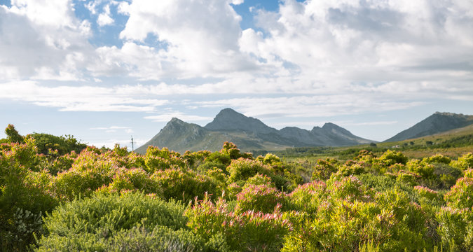 Pringle bay Mountain View