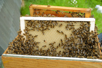 Swarm of bees on honeycomb closeup