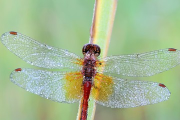 Yellow-winged darter,  Sympetrum flaveolum, Sympetrum flaveolum
