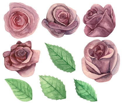 Roses clip art. Watercolor painted flowers. Floral isolated