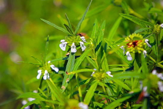 thumbai - scientific name is Leucas aspera. 