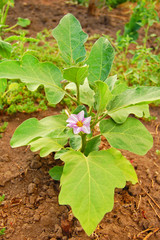 Solanum melongena