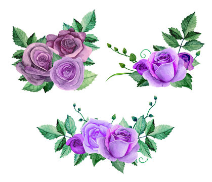 Watercolor purple roses bouquets. Flowers clip art. Floral hand painted 