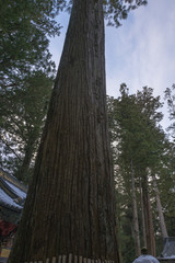 杉の大木　日光