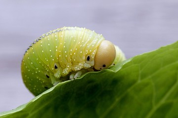Birch Sawfly, Cimbex femoratus