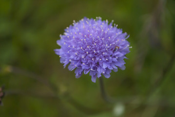 Purple thistle flower closeup.