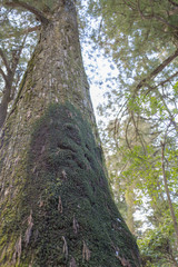 苔の生えた大木　日光東照宮