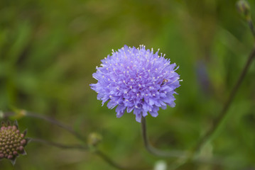 Purple thistle flower closeup.