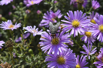 Fly on the flowers. Dipterous insect