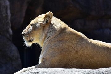 Naklejka na ściany i meble Female Lion