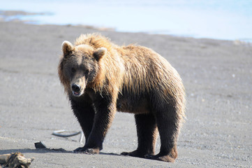 Obraz premium katmai national park