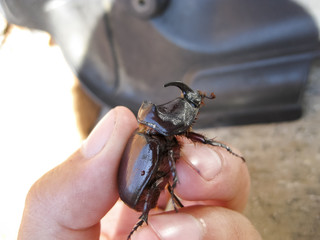 The rhinoceros beetle is in the hands of man. A rigid-winged insect.