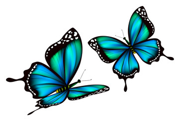 beautiful blue butterflies, isolated  on a white